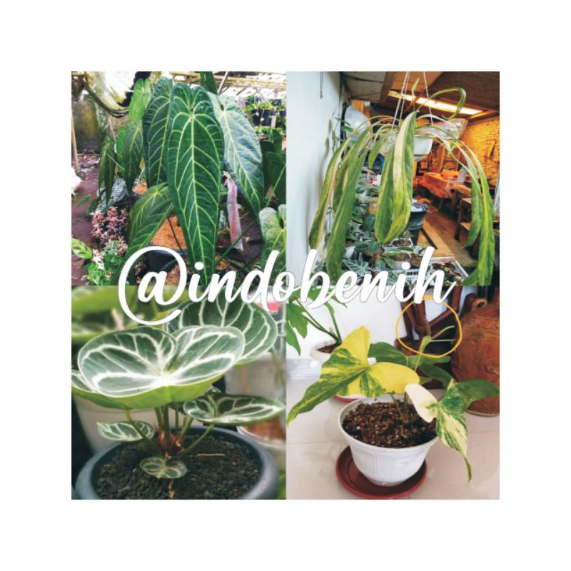 PROMO bibit anthurium 4 biji. waroq/lidah gajah. dasi varigata.dorayaki.prodaftil