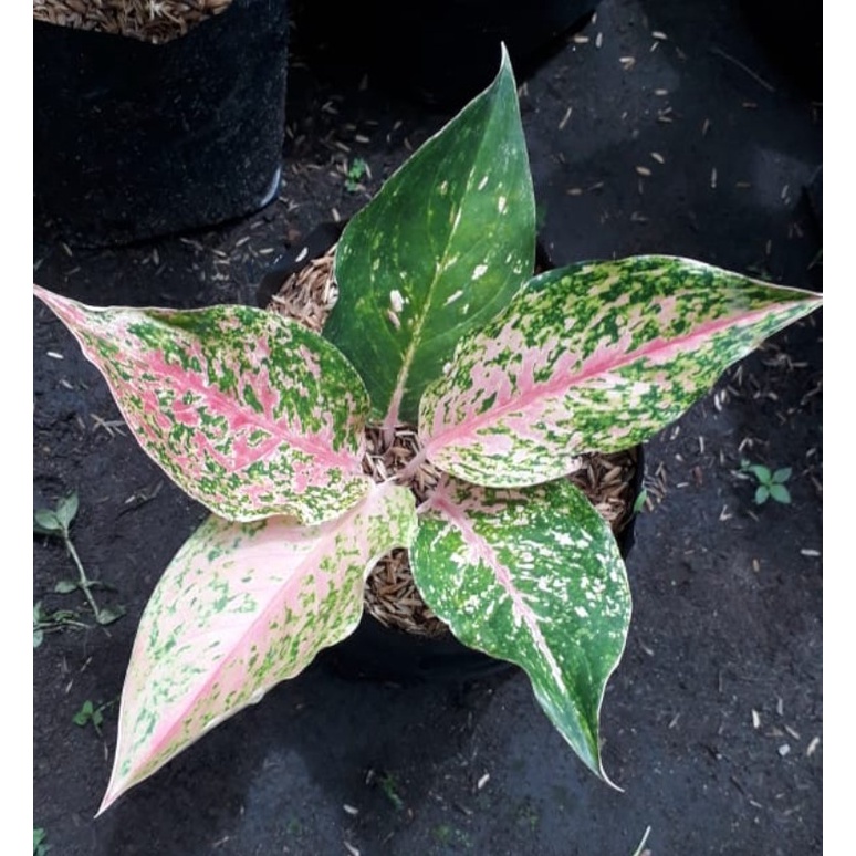 Aglonema Striptis Tanaman Hias Aglo Striptis Remaja Murah