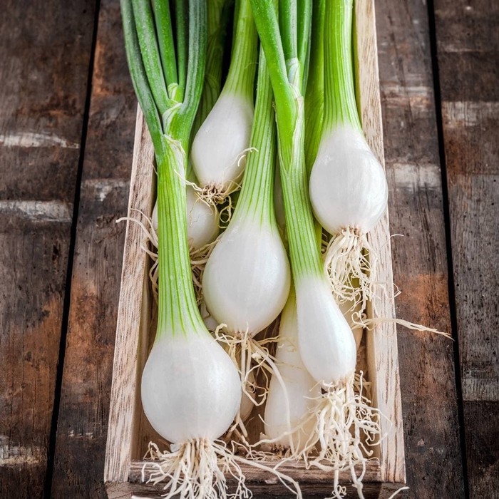 Benih Bibit Biji - Onion (Spring) White Lisbon Bawang Umbi Putih Seeds - IMPORT