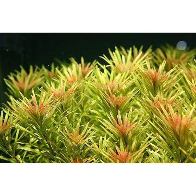 

Ludwigia Inclinata Cuba