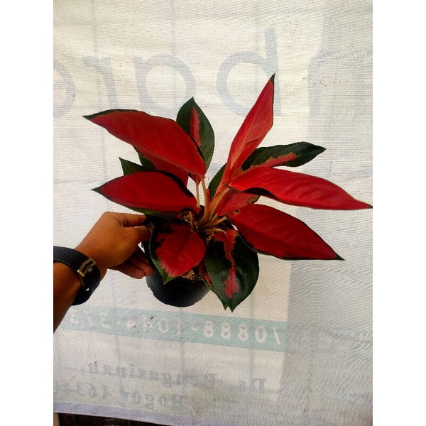 aglaonema suksom