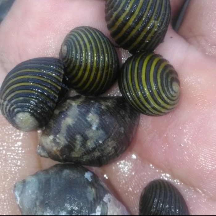 Keong Turbo Snail Laut Hidup Murah/Media Aquarium Laut/5pcs Random