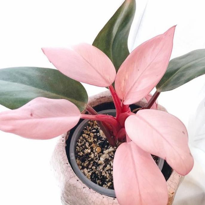 Tanaman Hias Philodendron Pink Congo - Philodendron - Pink Congo