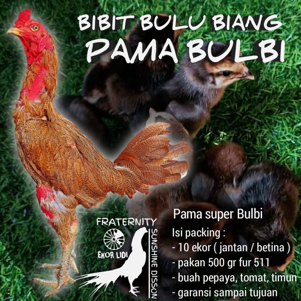 ayam bangkok pama bibit super bulu biang siap kirim