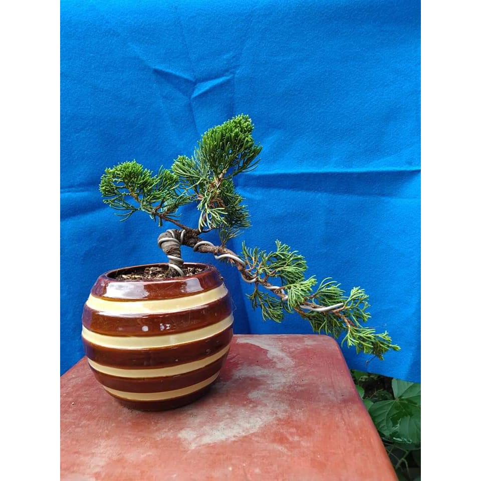 SINENSIS MAME