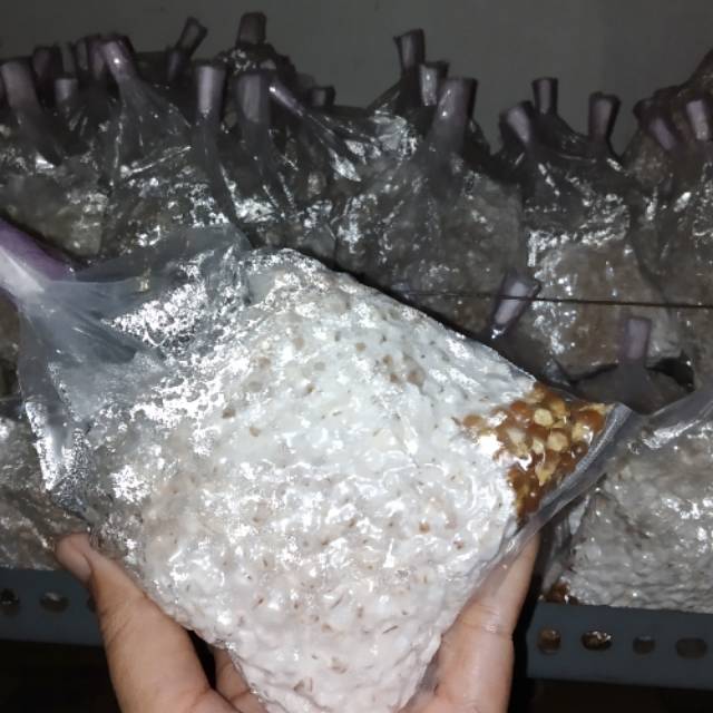 Bibit jamur tiram / f2