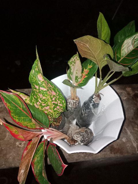 Tanaman Hias Paket Agloenema Cantik Dan Indah
