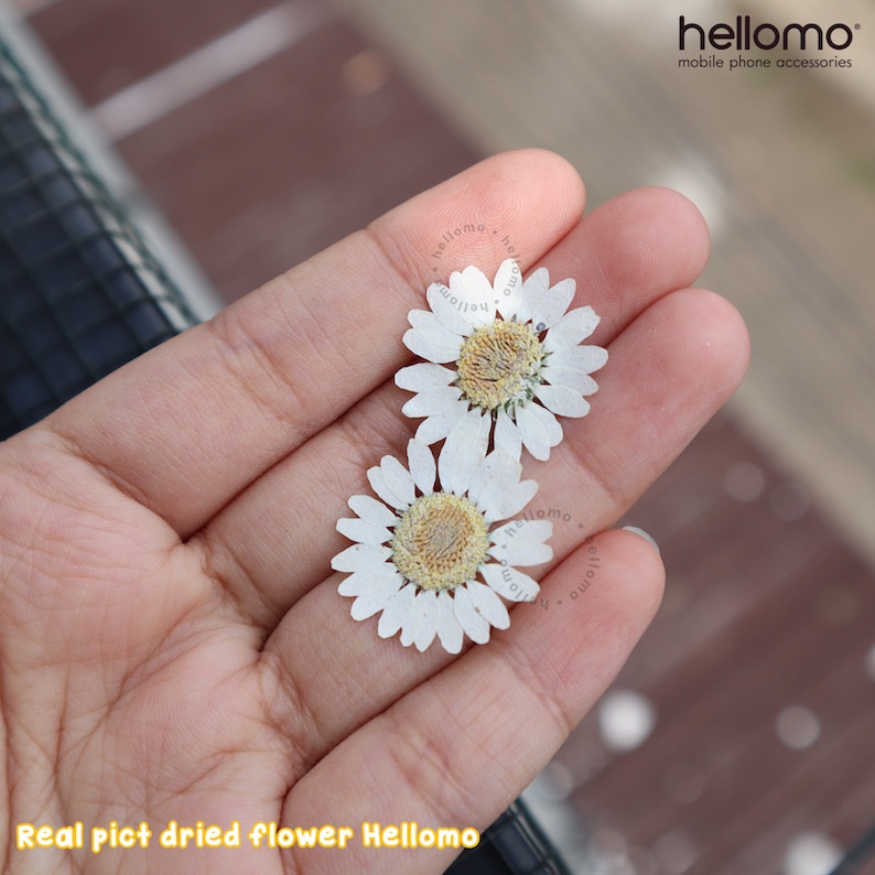 100 pcs White Daisy Bunga Kering Dried Flower Craft Daisy White Daisy Bunga Kering Resin DIY Dried Flowers Pressed Dried Flower Daisy Putih