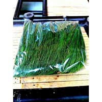 

daun pinus segar 1 kg
