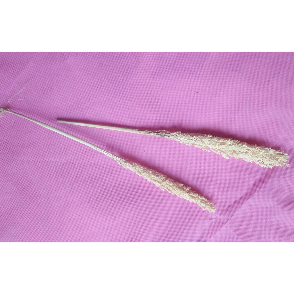 Bunga cantel bunga kering rustic