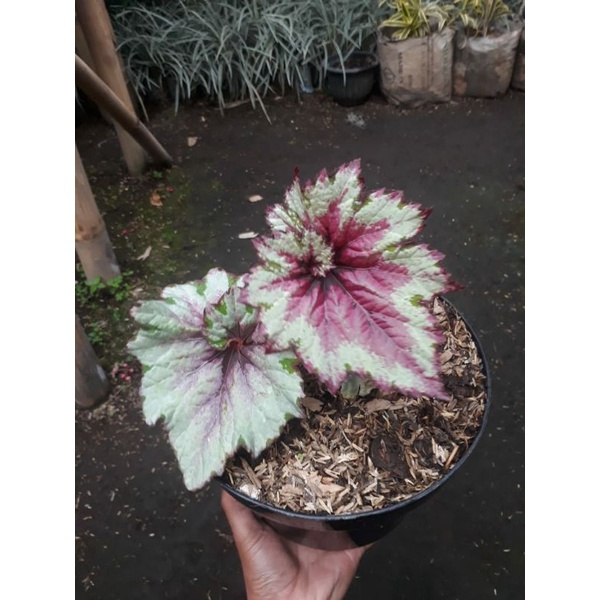 tanaman hias begonia ping / begonia daun merah