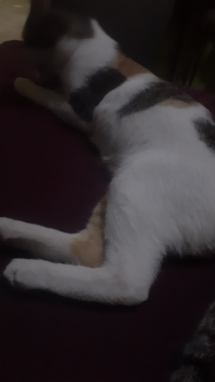 [lantai]karpet Bulu Rasfur 200 X 150 Tebel 4cm Anti Slip Isi Busa Empuk Anti Rontok