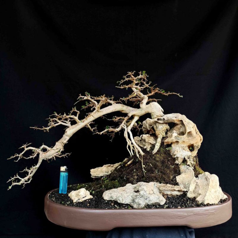 Detail Produk Bonsai Penjing Pohon Serut On The Rock
