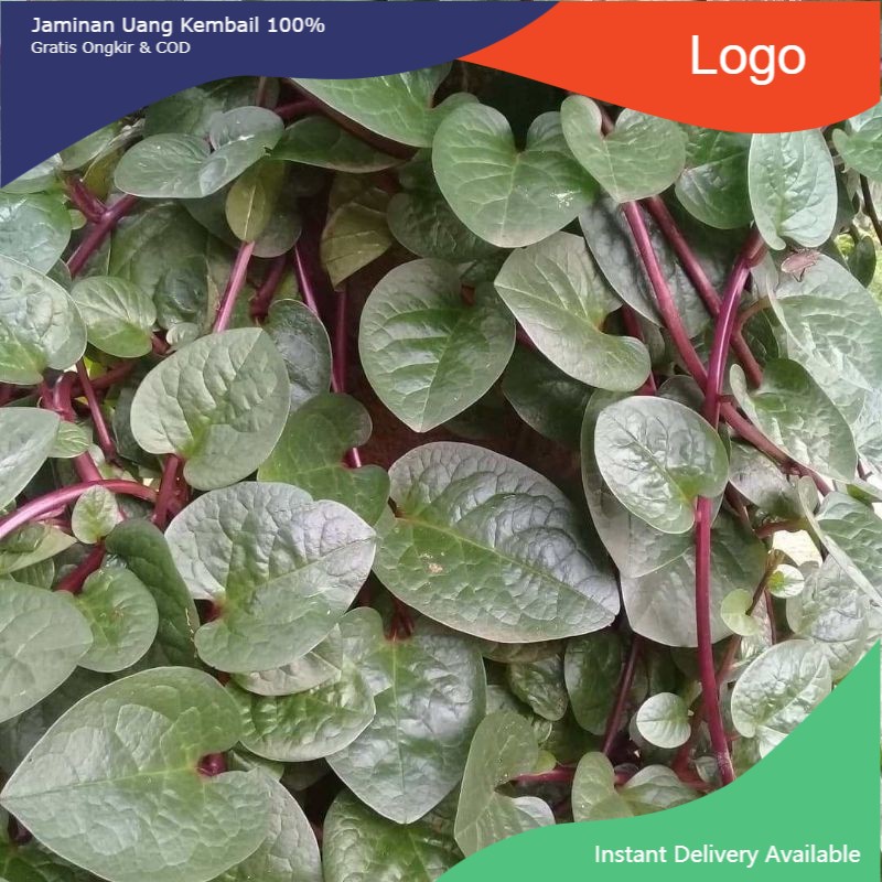 

❤Robin❤ 100 Lembar Daun BINAHONG SEGAR