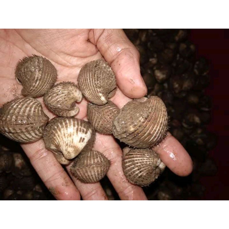 

KERANG DARA HIDUP FRESH 1KG