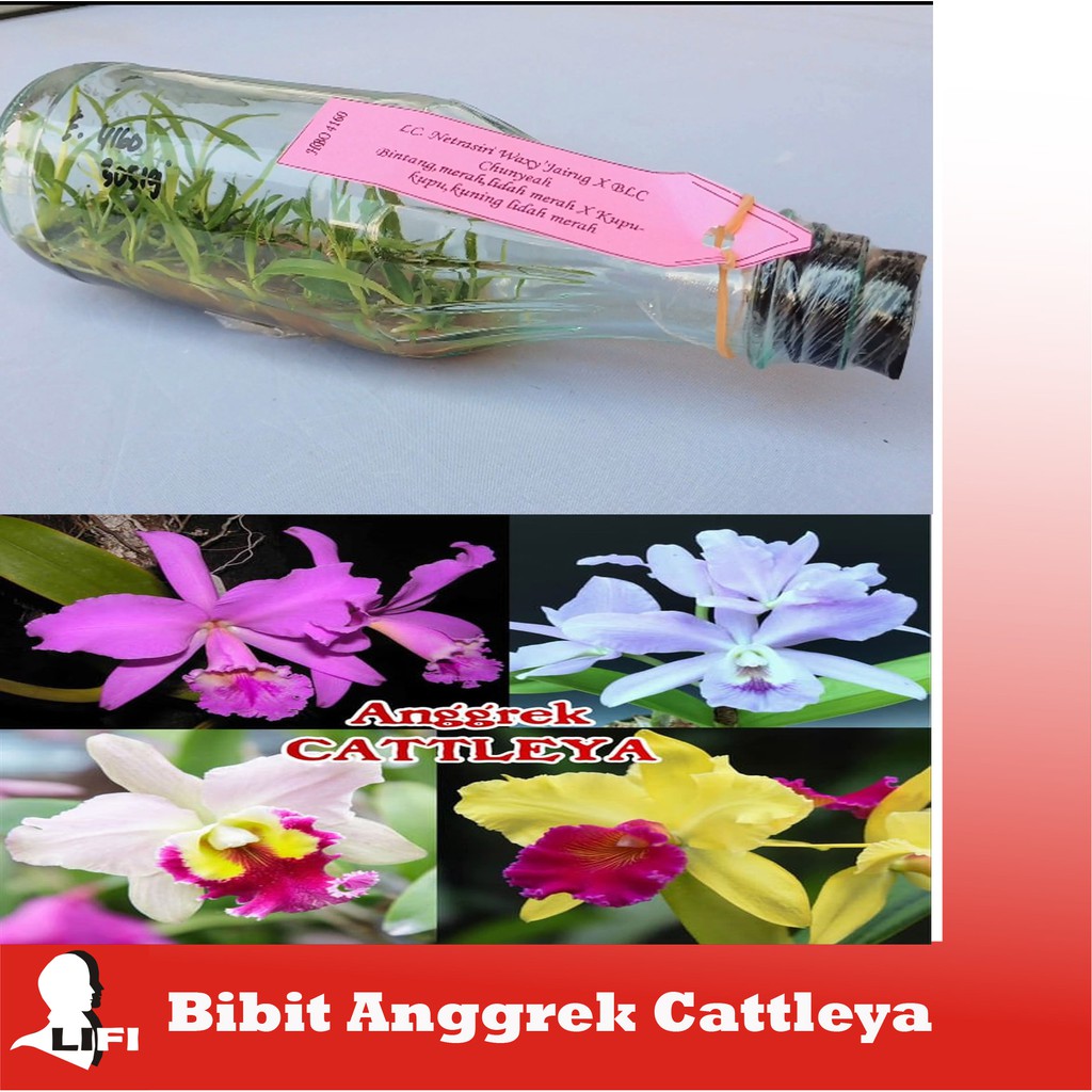 Bibit Anggrek CATTLEYA Anggrek Botol