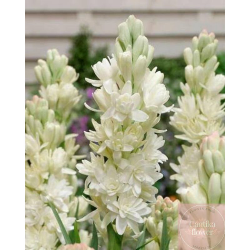 bunga sedap malam jumbo per 10 tangkai