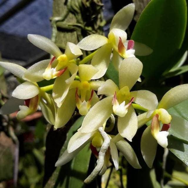 Anggrek Pteroceras pallidum Bunga Wangi