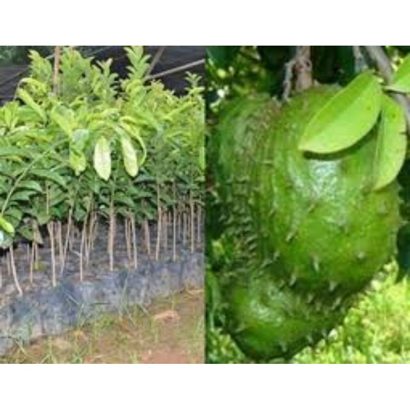 bibit tanaman sirsak madu/pohon bibit sirsak madu