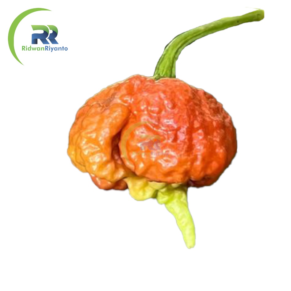 BUAH Cabai CAROLINA REAPER CARAMEL Cabe Terpedas Nomor 1 di Dunia Versi Guinness World Record