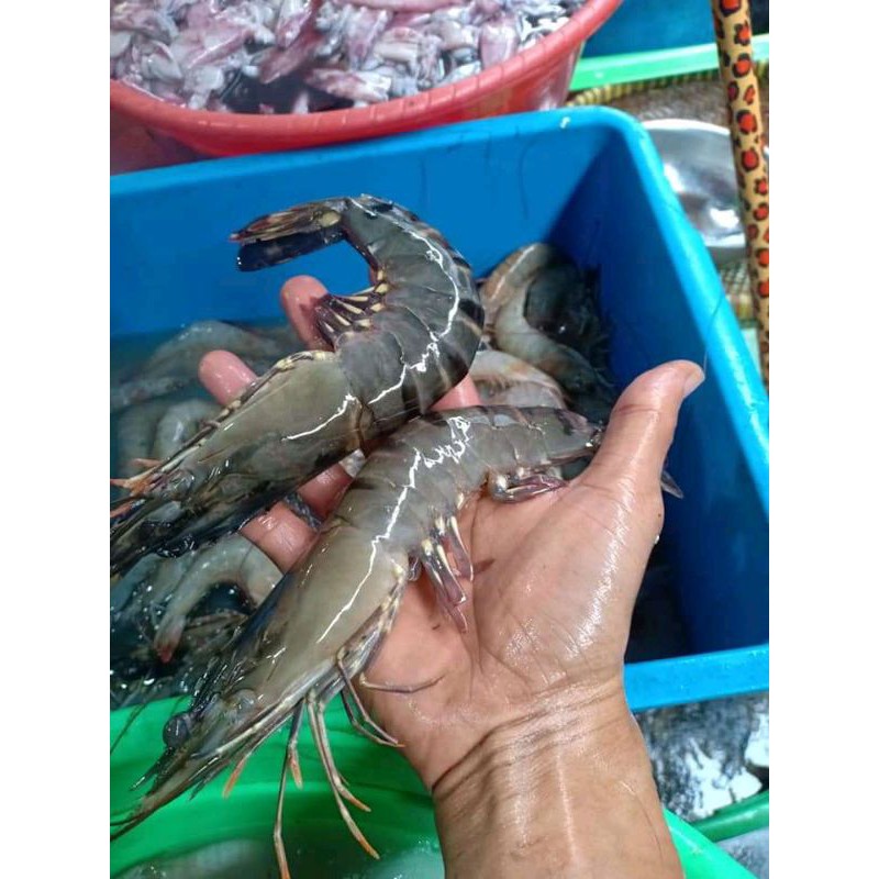 

Udang JUMBO SIZE 25-40 200gram Windu tiger vaname jerbung
