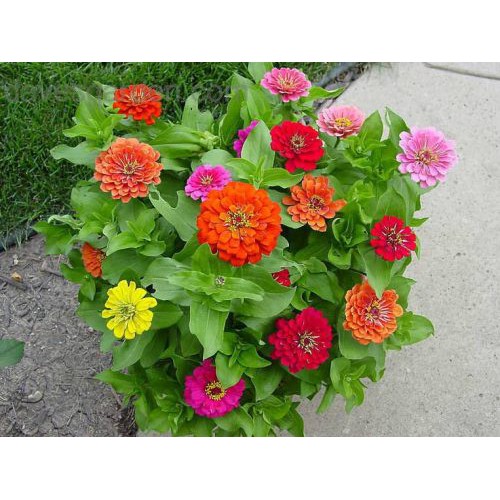 

bungs zinia/bunga kertas