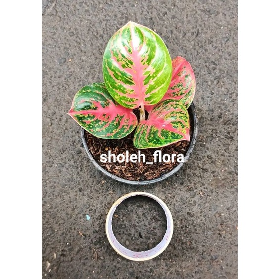 bibit anakan aglonema wulandari asli