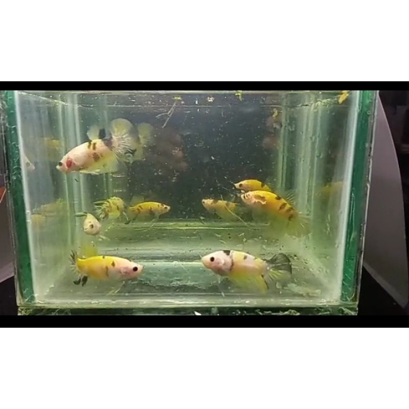 Yellow koi /ikan cupang yellow koi/ cupang yellow koi