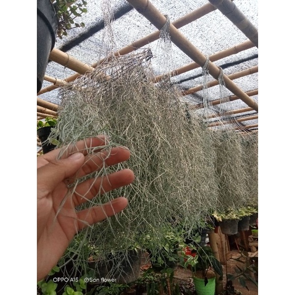 TANAMAN HIAS GANTUNG JENGGOT MUSA