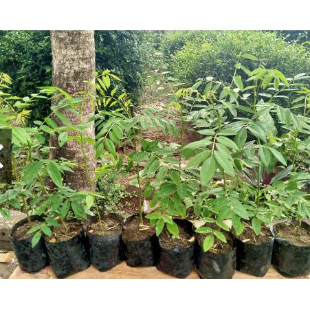 Jual tanaman Indigofera | Jual Indigofera terbaik | Tanaman Indigofera, Bibit Tanaman Indigofera, Bi