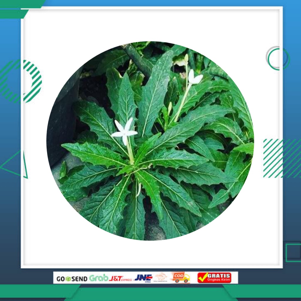 

Tanaman herbal kitolod/daun kitolod/bunga kitolod obat mata