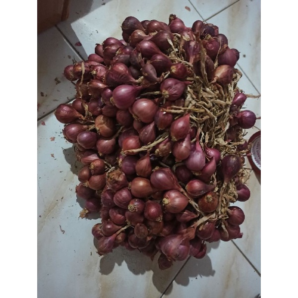 bibit Bawang Merah varietas bima Brebes