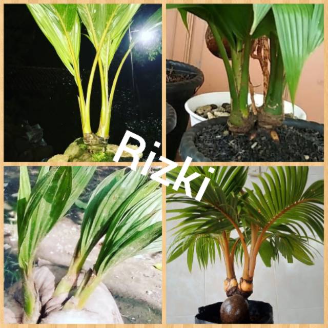 Bahan Bonsai Kelapa Kembar Tunas 2 Shopee Indonesia