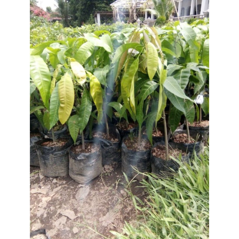 Paket 2 bibit buah mangga madu