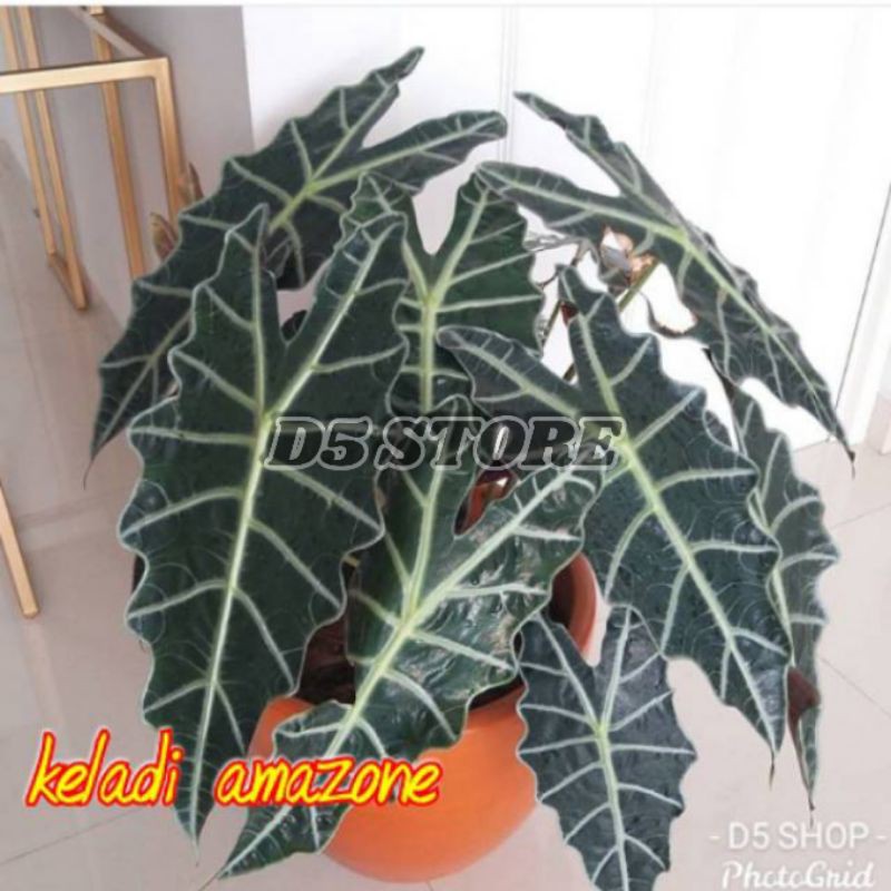 Tanaman hias hidup Alocasia Alokasia Keladi amazon Tanaman hias Bunga hias hidup Tanaman hidup murah