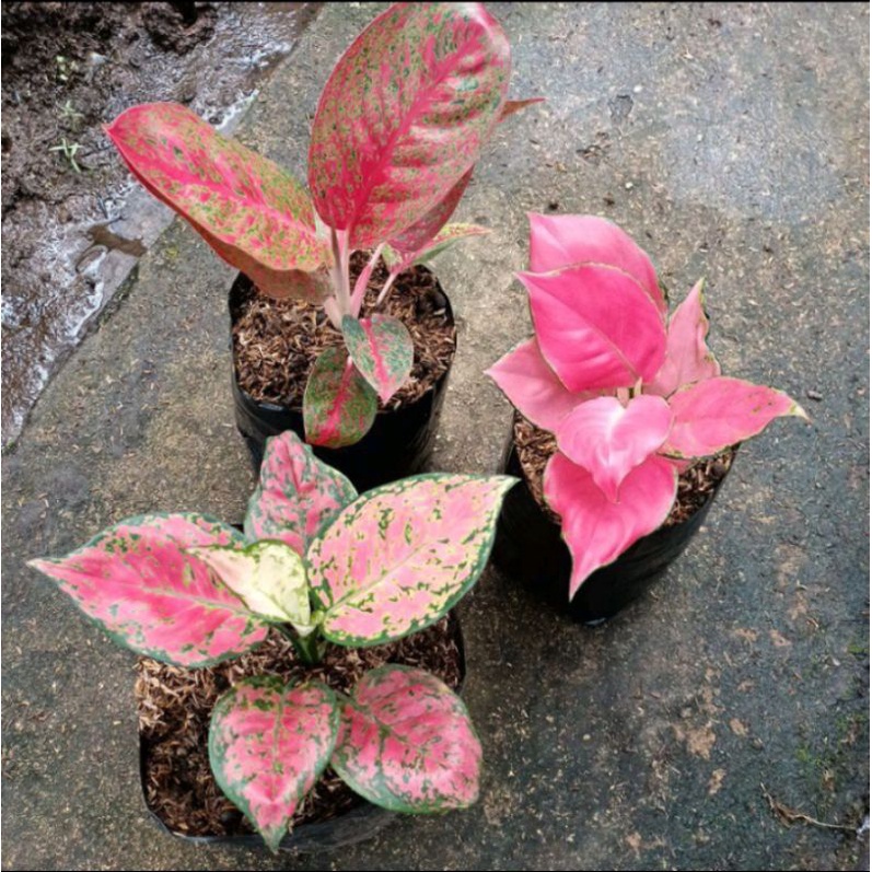 PAKET 3 BIBIT/ ANAKAN AGLONEMA RED STARDUST, PINK ANJAMANI, DUD ANJAMANI 1/2 DAUN