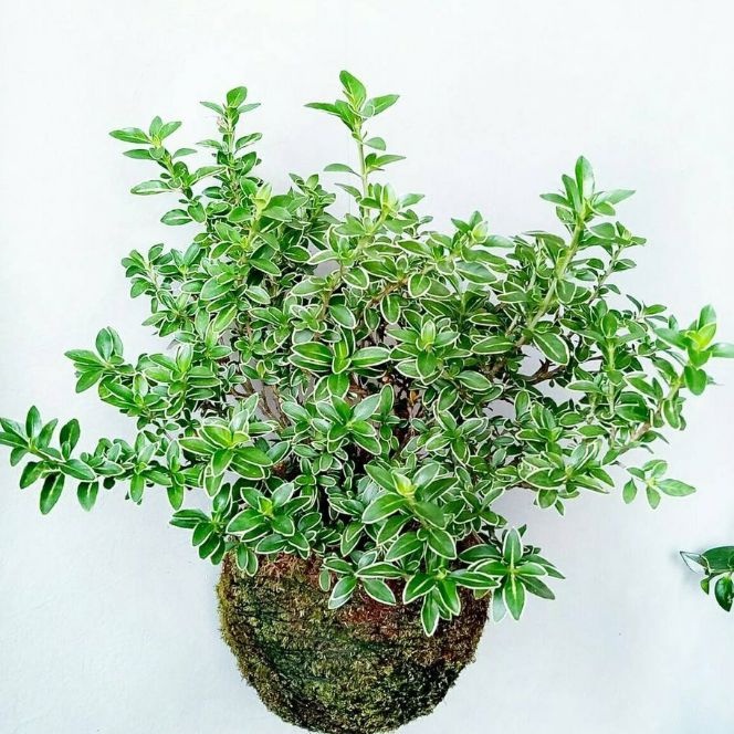 Bahan Bonsai Mirten - Myrtus communis - Tanaman Hias