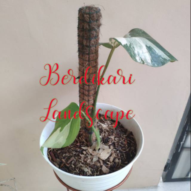 Turus sabut kelapa 30cm turus penyangga tanaman turus tanaman rambat philodendron turus 30cm