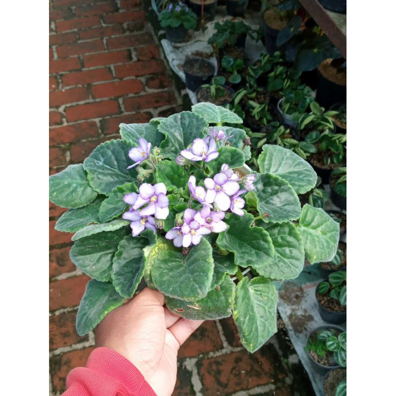 Tanaman Hias Bunga Violces/Begonia Violces biru muda