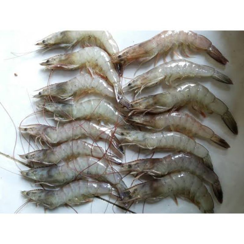 

udang / cumi 10kg paket fresh khusus grab gosend