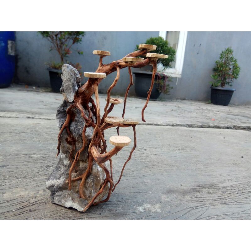 Bonsai Aquascape POHON BATU AKAR