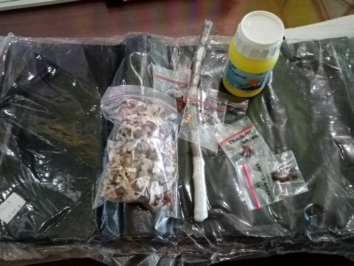 Biji Benih Bidara Arab Sudah Kupasan Siap Semai Isi  1 Biji