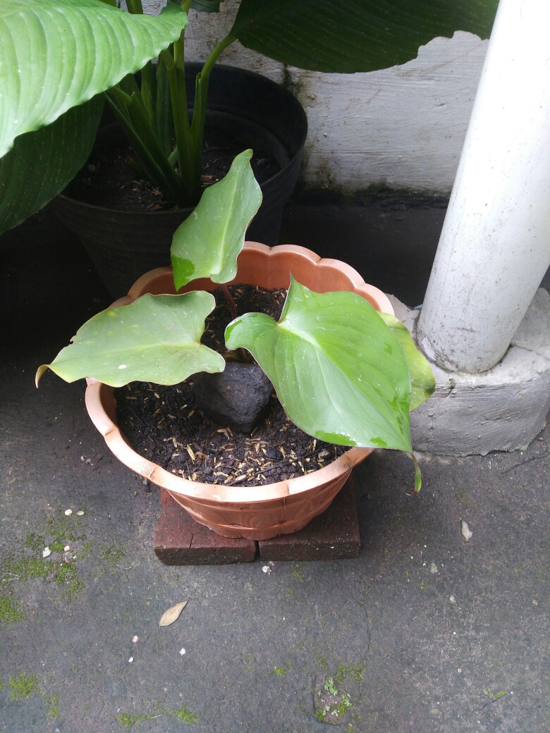 Tanaman Hias Alocasia Homalomena Rubescens