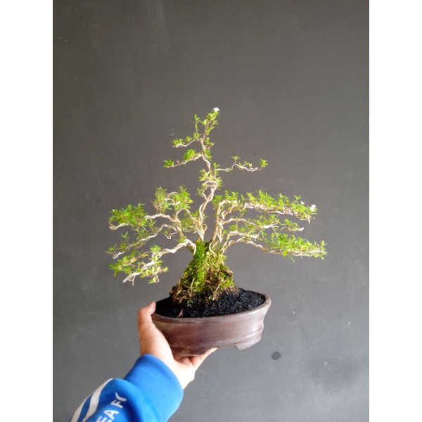 bonsai seribu bintang bunga putih