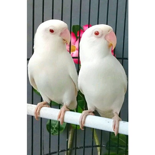 Sepasang Burung Lovebird Albino Mata Merah