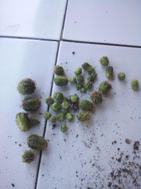 Ownroot Murah (bisa Pilih Kode)