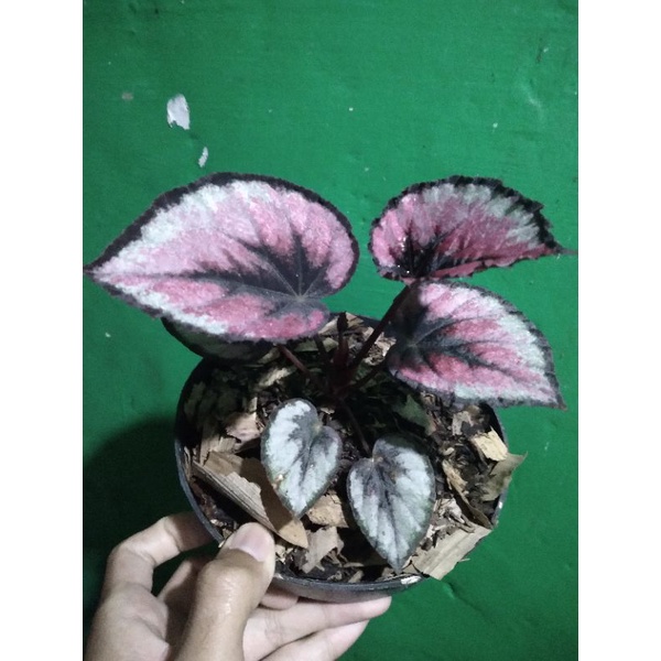 tanaman hias begonia red pita /merah moronyoy