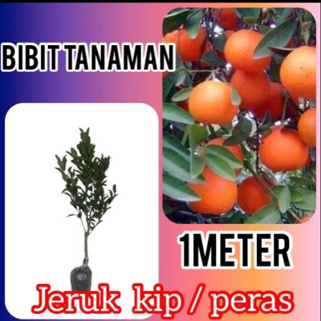 Jual Bibit Jeruk Kip Atau Jeruk Kasturi 1 Meter Up Kondisi Pernah Berbuah Shopee Indonesia 0767