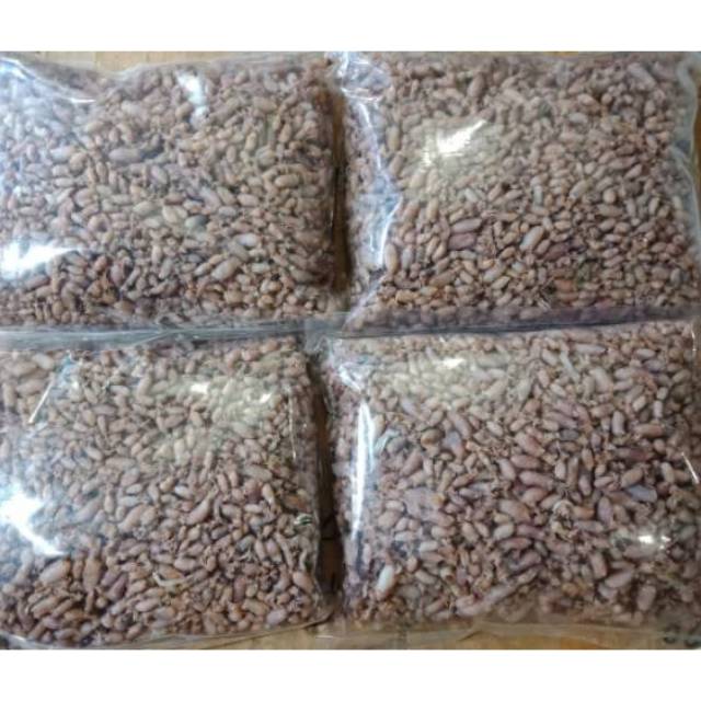 

BABY CUMI CUMI MEDAN, KUALITAS SUPER