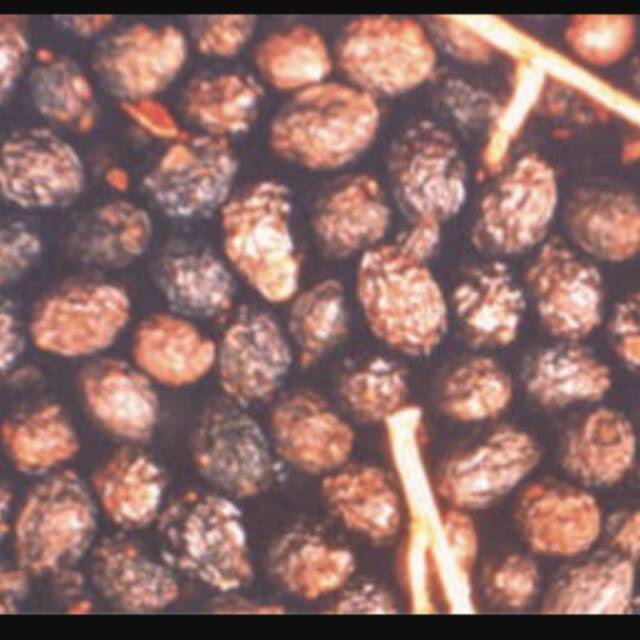 Buah Makasar /buah makassar kering